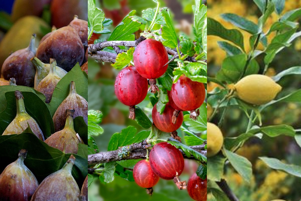 5 Jenis Pohon Buah yang Tumbuh Subur di Indonesia
