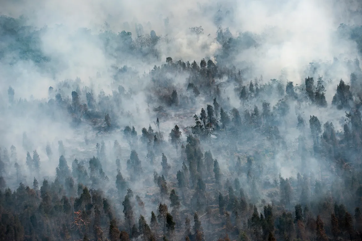 Konservasi Alam di Asia Tenggara Upaya Menyelamatkan Hutan Tropis