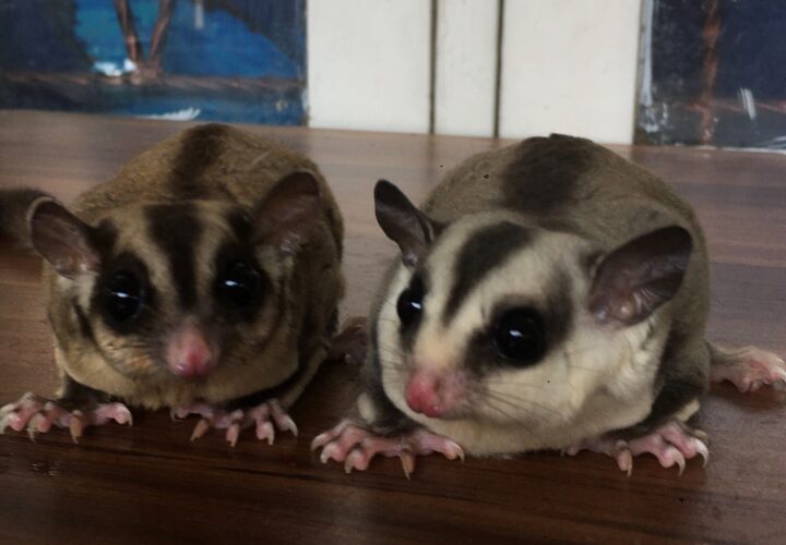 Habitat Alami Sugar Glider: Dari Hutan Tropis ke Kandang Peliharaan