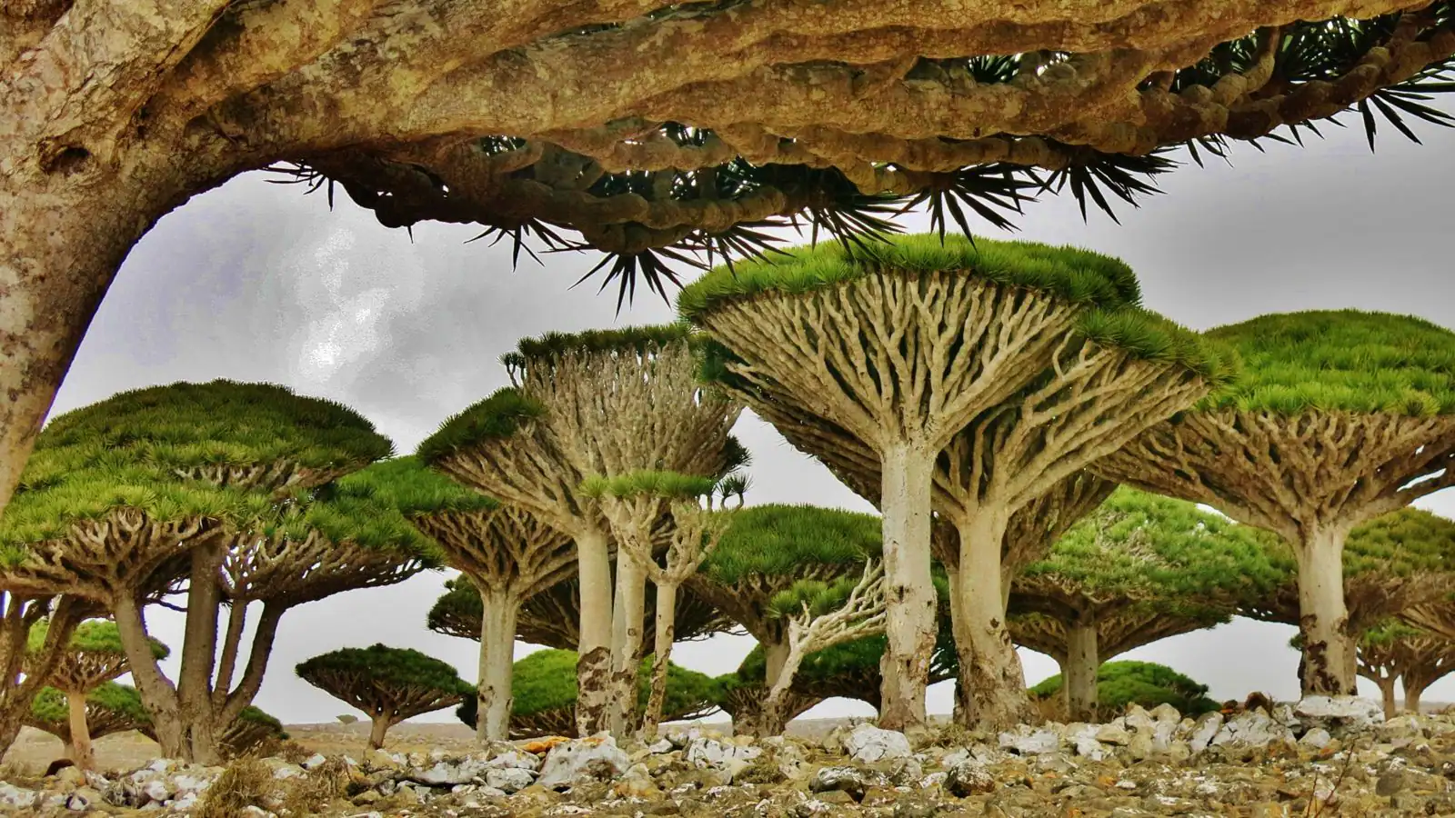 menjelajahi-keajaiban-alam-pulau-socotra-surga-yang-terlupakan-di-ujung-dunia